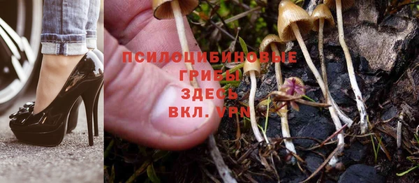 шишки Арсеньев